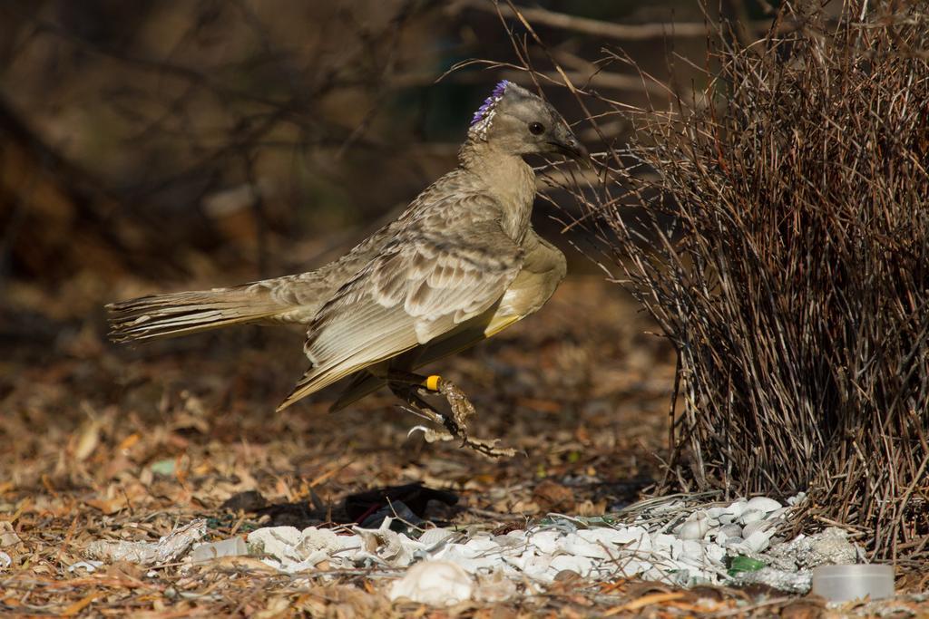 Broome Bird Observatory Экстерьер фото